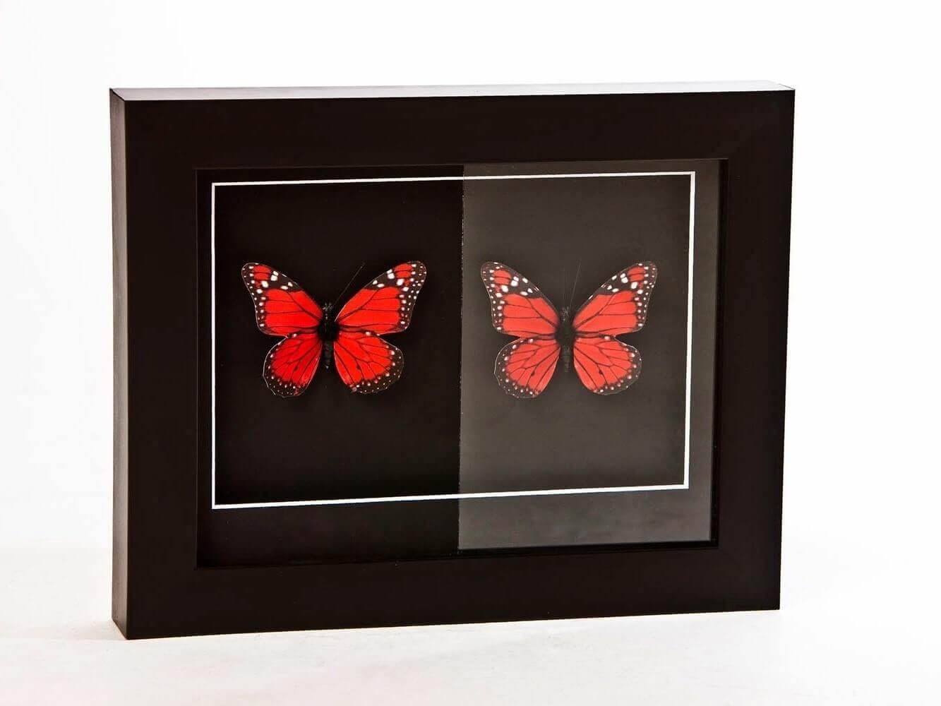 kelebeklerle örneklendirilen anti reflekte cam